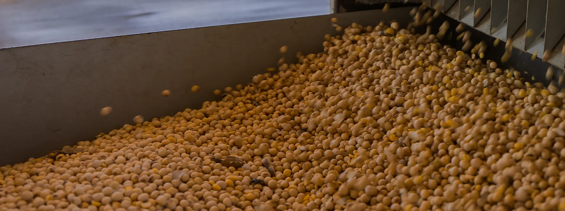 Grain moving along a conveyor