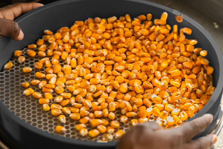 Maize kernels in a grading sieve