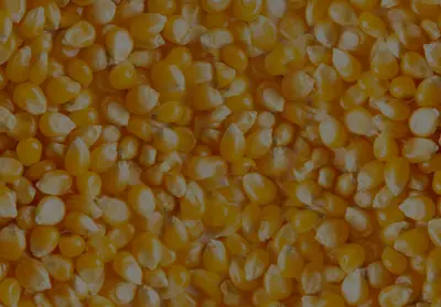 Maize in storage