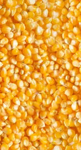 Maize