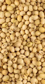 Oilseeds