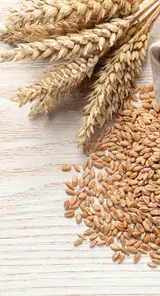 Wheat
